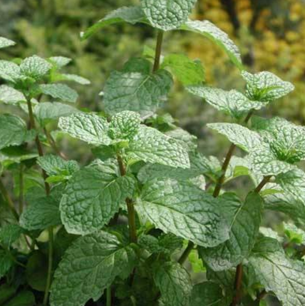 藿香的功效与作用有哪些?了解藿香的两款药方应用可治疗风寒咳嗽!