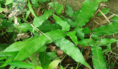 中药入地蜈蚣治跌打内伤的方法有哪些?入地蜈蚣的图片