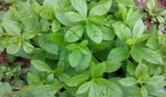 中药假人参治疗多尿症的方法及其假人参的图片！