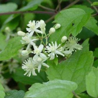 女萎治病附方及其使用注意!