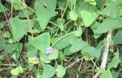 中药杠板归的原形态是什么?杠板归治疗肾炎水肿的方法