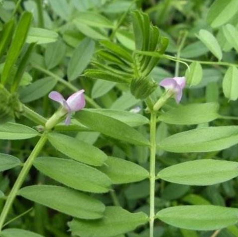 中药大巢菜的营养价值及其食用方法推荐！