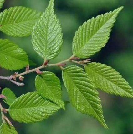 中医详解榆树和榉树的6大区别，千万别再搞混了！