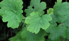 警惕：中药大乌泡孕期尽量少用，避免给胎儿健康带来损害！