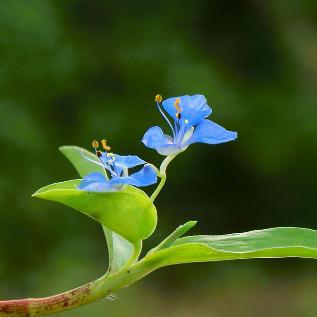 中草药竹节草的地域分布及其养殖方法！