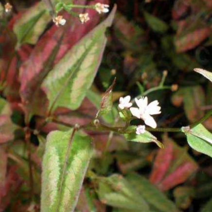 中药赤胫散的生物学特性及其种植方法有哪些？