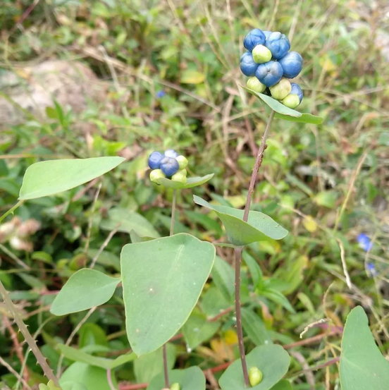 中医推荐：用杠板归搭配其他中药可治疗多种不同的疾病！