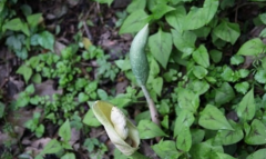 中药隔山香的药用价值非常丰富，那隔山香的图片你知道吗？