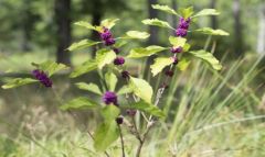 中医认为紫珠叶具有解毒消肿的功效，那紫珠叶的特征是什么？