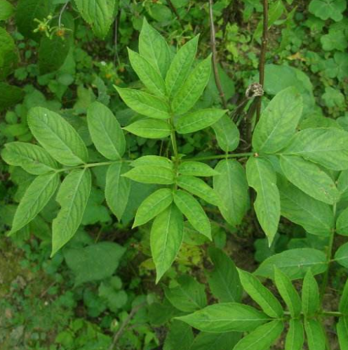  蒴藋的药用价值有哪些？教你正确使用蒴藋具有清热解毒的功效！