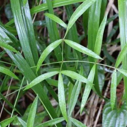  什么是隔山香？隔山香的功效及其与药理作用有哪些？