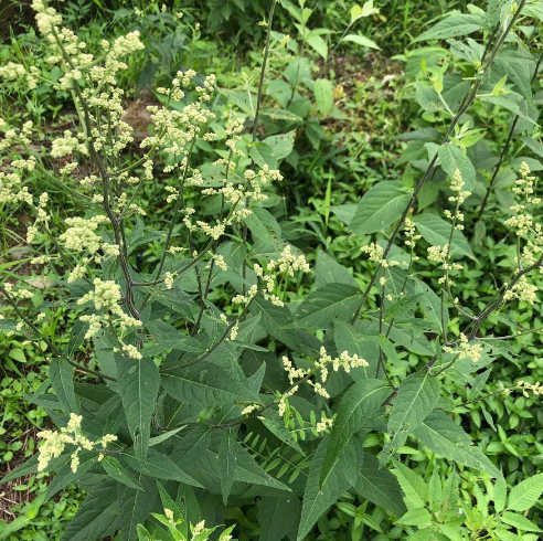 推荐4款刘寄奴治病药方可缓解治疗不同的出血病症！