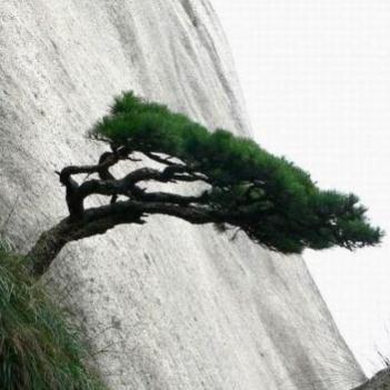 崖松的入药部位及药理作用!