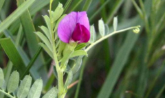 中药大巢菜常用于治疗肾虚腰痛，那大巢菜的功效作用有哪些？