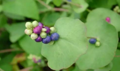 中药杠板归具有清热解毒的功效，那杠板归的临床应用有哪些？