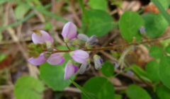 中药饿蚂蝗炖肉虽然好吃，但这几类人一定不能吃哦！