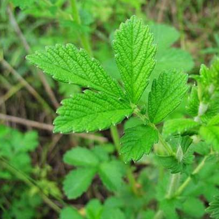 仙鹤草的功效与作用有哪些？教你用仙鹤草泡茶熬粥可用于止血消炎！