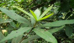 中药跌打老的图片你认识吗？跌打老有功效与作用