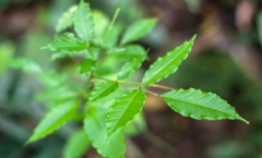 警惕：中药入地金牛误食或过量食用会产生中毒反应！