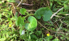 中药肺心草怎么吃功效最好?肺心草的图片