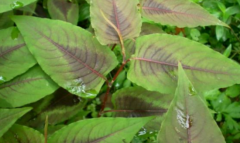 中药赤胫散的这3大栽培技巧你都知道吗?