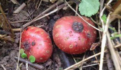 中药野地瓜怎么辨别？野地瓜治疗月经不调的方法