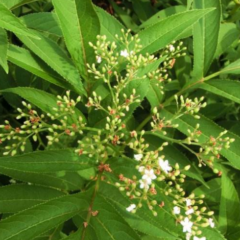  血满草如何鉴别？教你用血满草煎水外敷能治疗风湿疼痛！