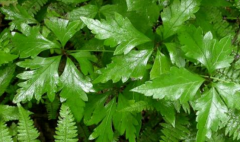 中药雪山一支蒿能内服吗？雪山一支蒿的药理作用