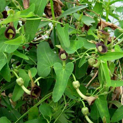 经验分享：青木香作为一种毒性中药有哪些用药禁忌？