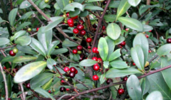 中药酸藤果叶治疗贫血的方法是什么？酸藤果的图片