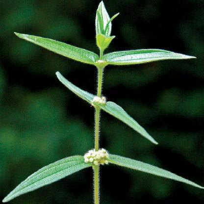 掌握技巧种植糯米藤不在难！