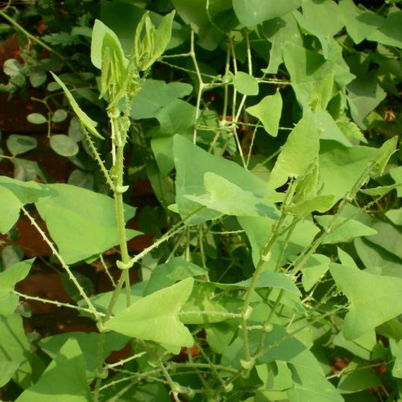 中医教你用杠板归煎服不仅有清热消肿的功效，还能治疗急性扁桃体炎！