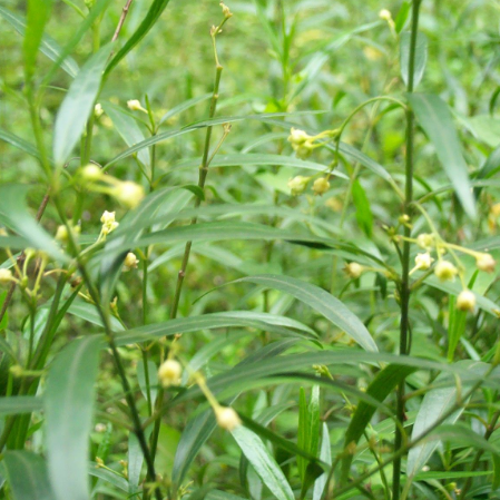 中医教你用徐长卿搭配多种养生中药可缓解风湿痹痛！