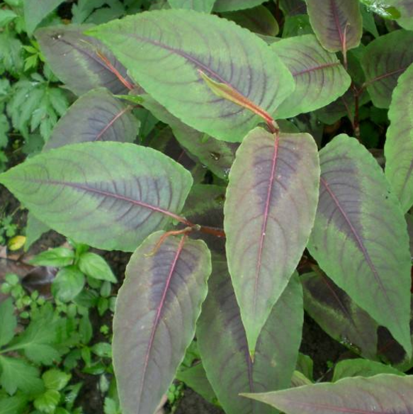 中医详解赤胫散的栽培方法及其药用价值！