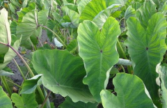 中药材菱茎治疗胃溃疡的方法有哪些?菱茎的图片