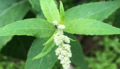 中药刘寄奴通经止痛，是治疗痛经良药！