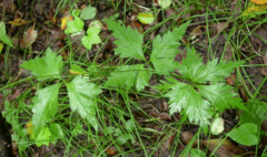 中药雪山一支蒿具有祛风除湿，散瘀疗伤之功效！