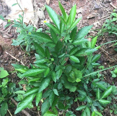 中药材饿蚂蝗的药材性状及其图片价值赏析！