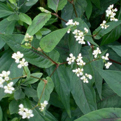 赤胫散如何选购？它的栽培种植有哪些特点？