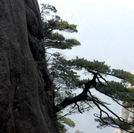 崖松的药理作用及其相关配伍应用!