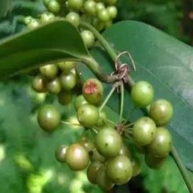 酸酸甜甜酸藤果药用秘方,值得收藏!