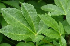 喝五香藤药酒有哪些禁忌呢?