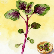 紫苏叶：香入寻常味，药藏草木间