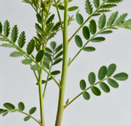 中草药路路通使用规范：安全用药的核心注意事