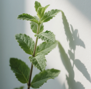 一盏清茗藏千年：中国人的茶文化与生活智慧